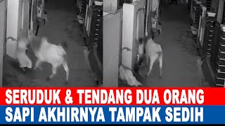 SAPI TAMPAK SEDIH USAI SERANG 2 ORANG