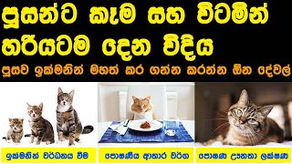 Best Cat Food | Healthy Cat Food Recipes Sinhala