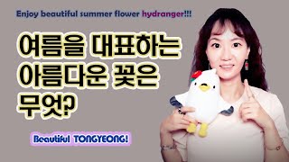 [통영 경관] 여름을 대표하는 아름다운 꽃은 무엇? What are some beautiful flowers that represent summer?