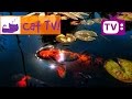 Cat TV - 30 min of Beautiful Fish Swimming in the Pond Combined With Soothing Music TV For Cats Ep6 Cat TV - 30 min of Beautiful Fish Swimming in the Pond Combined With Soothing Music TV For Cats Ep6