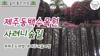 제주도 겨울여행, 제주동백수목원, 사려니숲길 [숲이 좋은 이유]