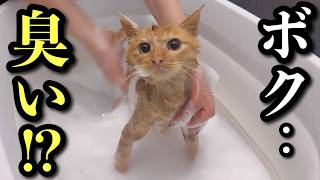 Rescued Kitten Smells Terrible! Former Groomer Gives It a Bath