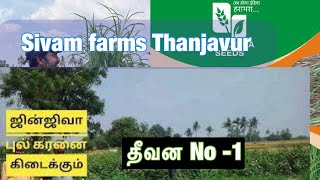 முதல் தர ஜிஞ்சுவா கரணைகள் கிடைக்கும் 9500029243 #thanjavur #goatfarming #jinjuwa #jinjwagrass