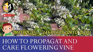 How to care and propagation മണിമുല്ല/ക്രിസ്തുമസ്മുല്ലHow to propagat and care flowering vine