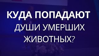 Куда попадают души умерших животных? - Вопрос Пастору Генри Мадава