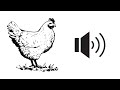 Rooster sound effect | Joyful feathers