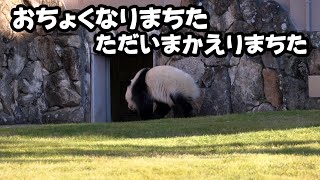 ただ、待って待って待ち続ける、コレでも半分、1時間帰宅、賢い子パンダのリンゴ獲得作戦