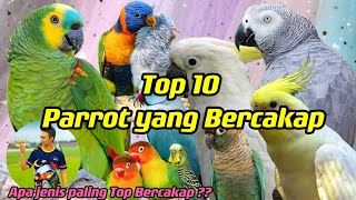 Top 10 Parrot yang Bercakap .   | Malaysia Parrot freefly  - Parrot Singing