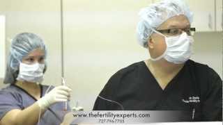 IVF Egg Retrieval