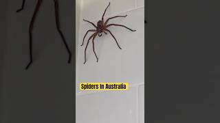 Spiders In Australia