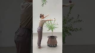 BIOSENSITIVE PERFORMANCE - SIMONE CEDAR \u0026 POLYGALA MYRTIFOLIA #biosensitive #performance #shorts