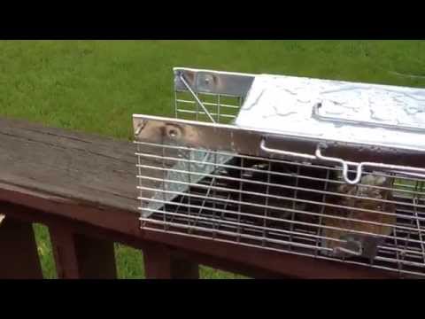 How to Catch Squirrels with a Live Cage How to Catch Squirrels with a Live Cage