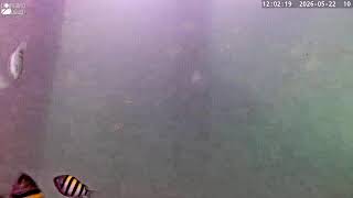 Pompano Beach Underwater Pier Cam
