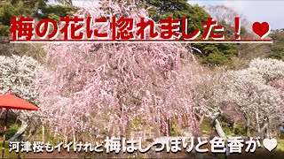 【梅の花に片思い♥交通の便もイイしネ 鎌倉長谷寺】爽やか湘南三浦Unrequited love for plum blossoms：Hasedera temple in Kamakura