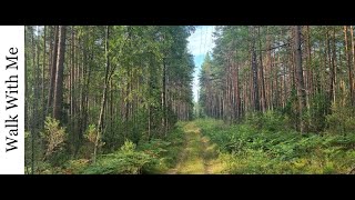 Walking in the woods, Labanoras Forest, Regional Park, Lithuania, ASMR