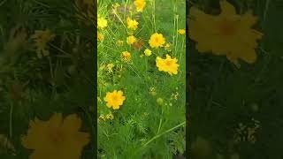 ដើមផ្កាពណ៌លឿងច្រើនណាស់ Lots of yellow flowers