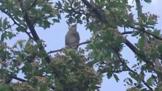 Berki tücsökmadár, mint kabóca szól(River warbler; Locustella fluviatilis)