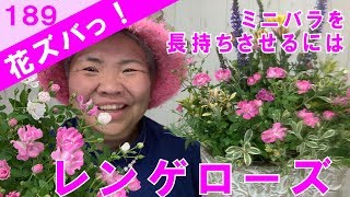 ミニバラを長持ちさせるにはレンゲローズ寄せ植えギャザリングで気をつけること【花ズバっ】189旬の花とその使いかた紹介/花創人ガーデニング教室