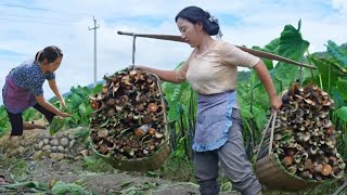 A Day in the Life of a Country Girl: Taro Harvest and Cooking