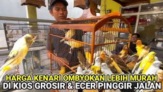 Harga Kenari Ombyokan Lebih Murah \u0026 Banyak Pilihan kenarigacor #kenari #kenarimania