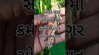 પેલી વાર સૌરાષ્ટ્ર માં ડાંગર કમોદ સોખા ખેતી🌾 धान,डांगर🍙 की खेती🌾Golden rice organic farming#farming