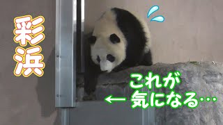 【なんとかしたいッ💦】帰宅前🌈彩浜の気がかり…💩✨【子パンダ】Giant Panda -Saihin-☆concerned about･･･