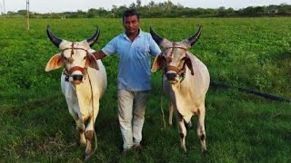 vadhiyara ॥ farming no.1 balad ॥original kakrej balad