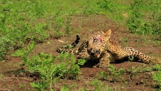 The paralyzed leopard was dying, and no longer hoped to be saved