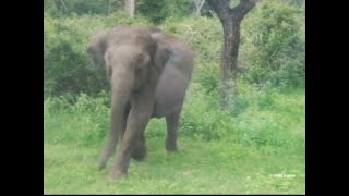 #wildframe | elephant charge on safari vehicle in bandipur national park