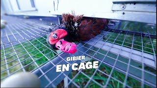 L214 dévoile une vidéo choc dans un élevage de gibiers de chasse