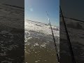 centralcoastcalifornia fish fishingvideo barredsurfperch saltwaterfish beach perch