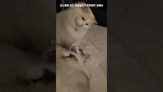 오빠냥이의 킹투(=질투)Jealousy of Oppa Cat