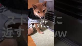 ストーブに近すぎる柴犬