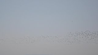 葛西臨海公園の鳥  東京都江戸川区