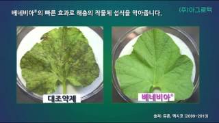 베네비아 유상수화제