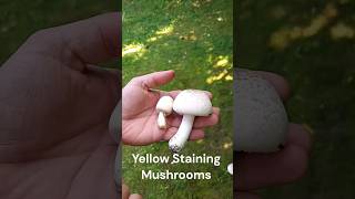 Yellow Staining Mushroom #shorts