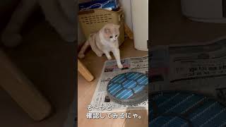 得体の知れない存在に跳び上がって驚く猫。 #shorts #猫 #cat #もこもこ #癒やし #ねこ #もこ #かわいい #おもしろい #マンチカン #ほのぼの #ふわふわ #もこ #cat #ネコ