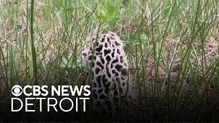 What to know about Michigan's morel mushroom season