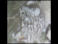 the boreal owl