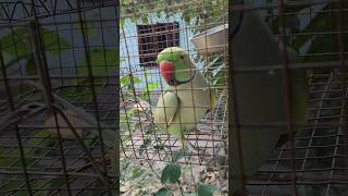 তোতা কি মিষ্টি কথা বলে 😊 #shorts #subscribe #totapakhi #parrot #village