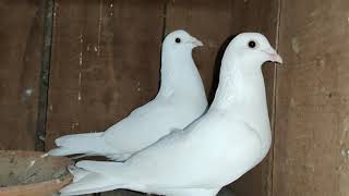 Andhra high flyer pigeon..kalanka