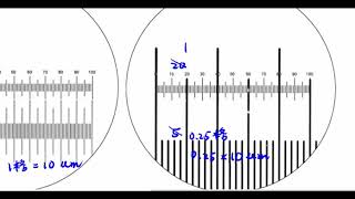 高中生物_必修生物_顯微測量【莫斯利高中自然科教學網】