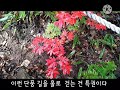 두타산 삼척 댓재 능선 코스 short cut trekking mt. duta