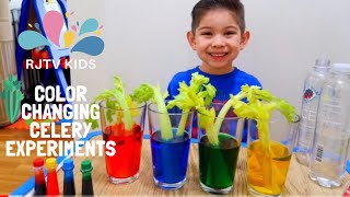 The color changing celery experiment