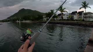 Shore Fishing on a broken bridge! Shark attack! Mauritius Fishing