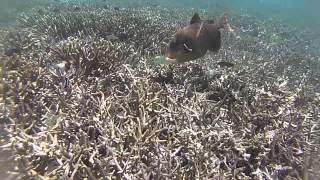 A large fish grazing over the corals