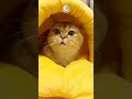 Kamu Kenapa Ngeliatin Keatas #funnyshorts #comedyvideos #catlovers