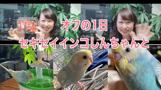 2020.06.25オフの1日セキセイインコしんちゃんと