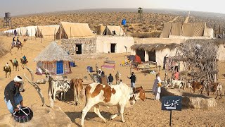 Pakistani Desert Village Life Near India Pakistan Border | Bijnot | Cholistan Desert