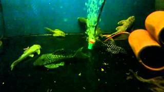 LDA105 Typhoon and others pleco com tank.